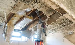 Trusted Langley Park, MD Mold Remediation Experts